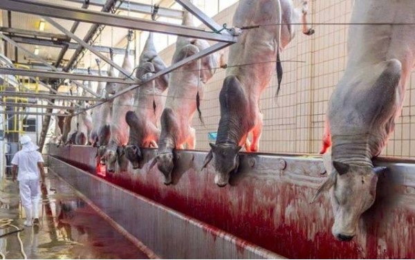 An inside view of a cow slaughter unit owned by Al-Kabeer exports Pvt.Ltd. Rudraram Village, Andhra Pradesh, Patancheru, Medak, Hyderabad – 500 033.. Al-Kabir is owned by Subhash Sabarwal, a Dubai based NRI and managed by his brother, Satish Sabarwal, 