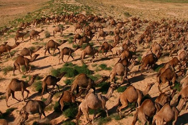 Camel-in-Austrelia.jpg