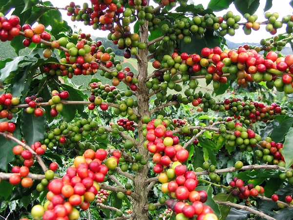 Coffee-Tree.jpg