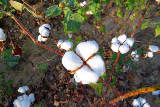 Cotton.jpg