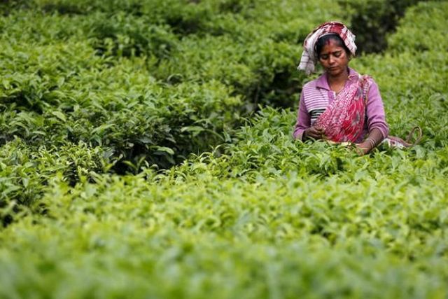 Darjeeling tea exports, Tea Planters