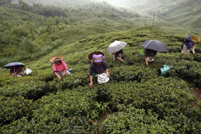 Darjeeling-tea-gardens.jpg