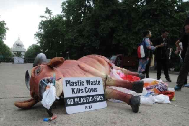 Plastic kills cow
