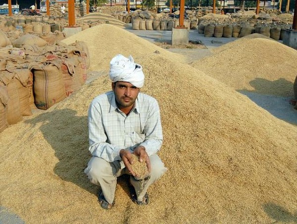 Punjab, Haryana to procure over 17 million tonnes paddy