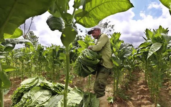 Tobacco 2017 harvest a boost for Cuban economy