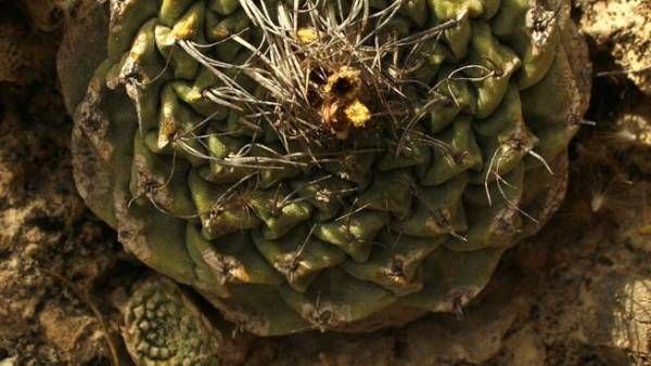 Online sales of threatened cacti an open door for illegal trade