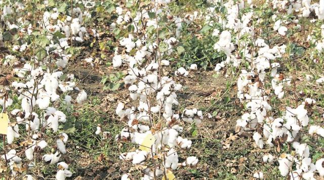 cotton yields