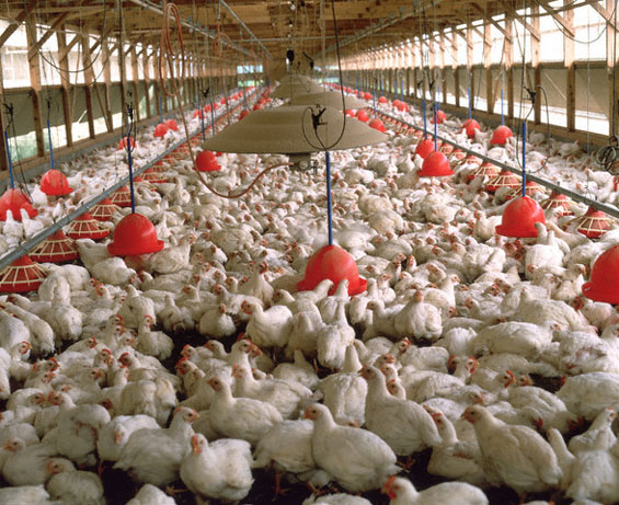 poultry-farming business