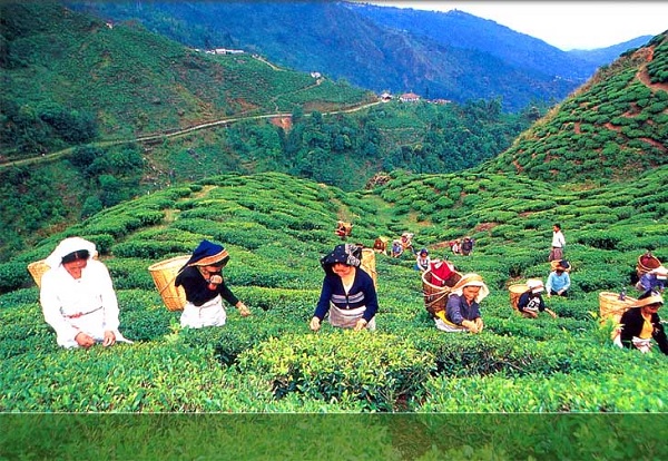 tea-estates.jpg