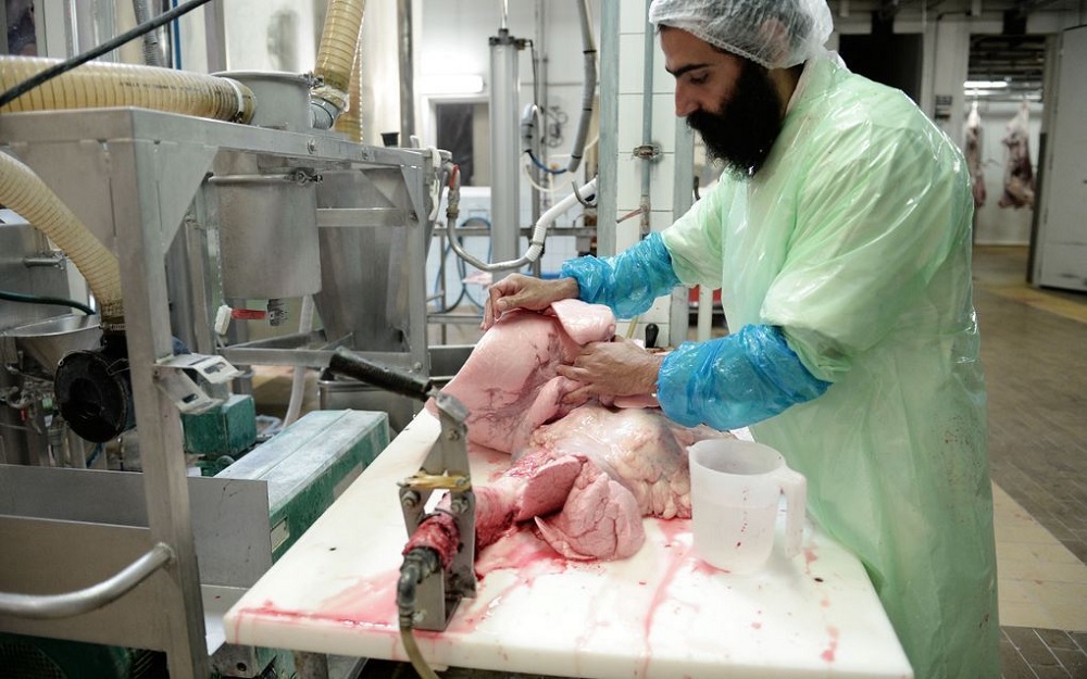 A man checks the lungs of a bovine animal after a Kosher ritual slaughter, in Haguenau, eastern France.