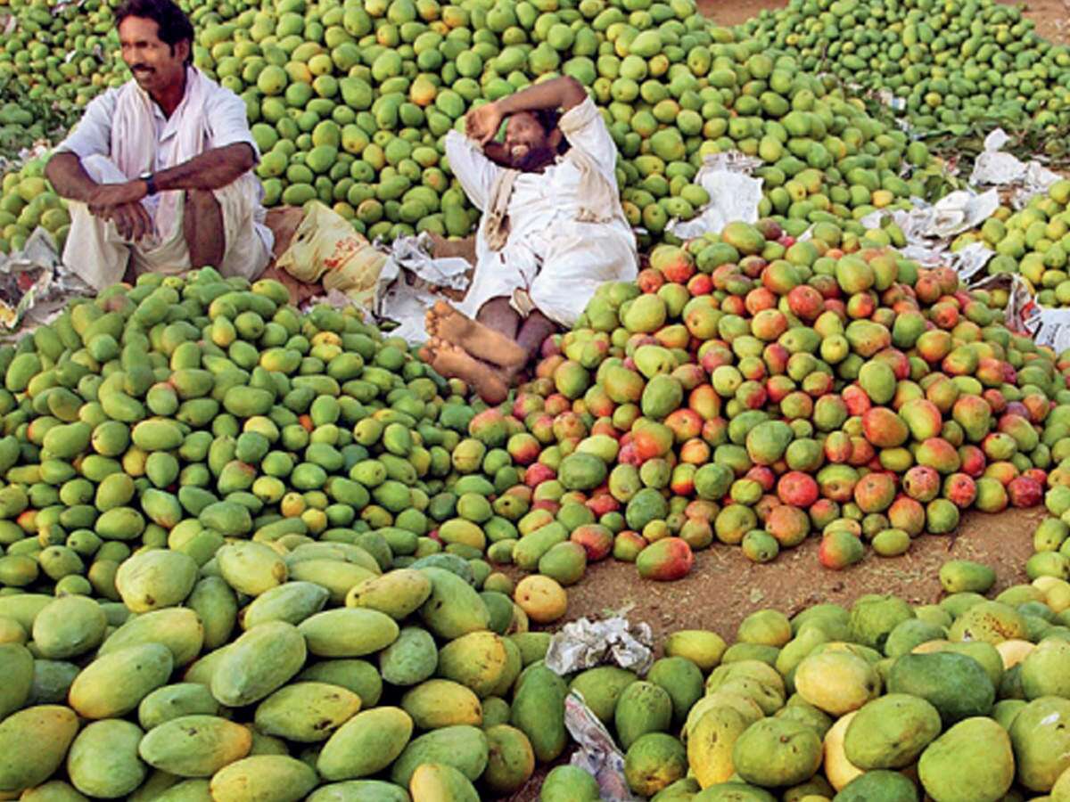 As flowers bloom copiously on mango trees, Bihar’s farmers expect bumper harvest